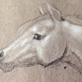 animal'sketch